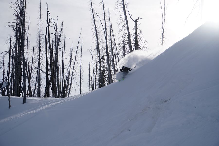 A skier throwing a wall of powder through a burned forest