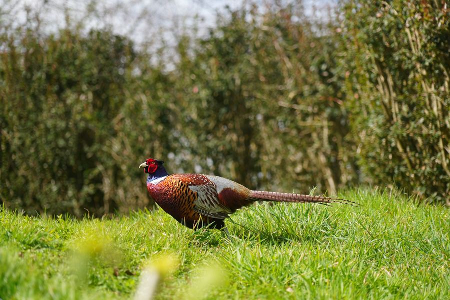 A ring-necked pheasant crossing bright green grass